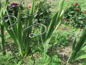10 Metal Single Plant Flower Stem Gardening Supports natural unvarnished